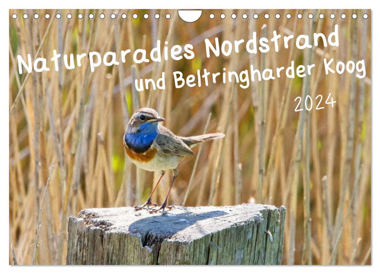 Calendar / Agendă Naturparadies Nordstrand und Beltringharder Koog (Wandkalender 2024 DIN A4 quer), CALVENDO Monatskalender 