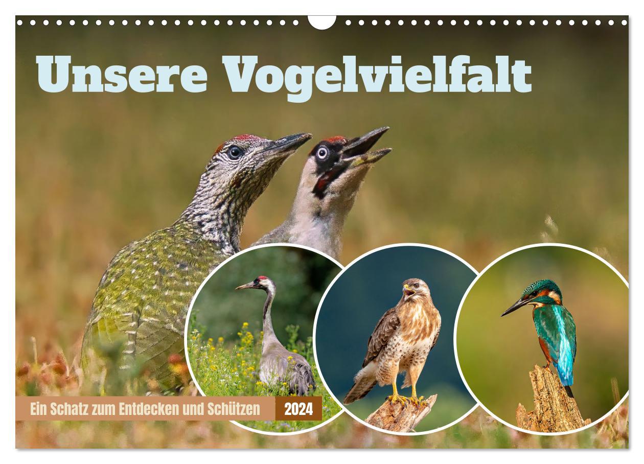 Kalendář/Diář Unsere Vogelvielfalt: Ein Schatz zum Entdecken und Schützen (Wandkalender 2024 DIN A3 quer), CALVENDO Monatskalender 