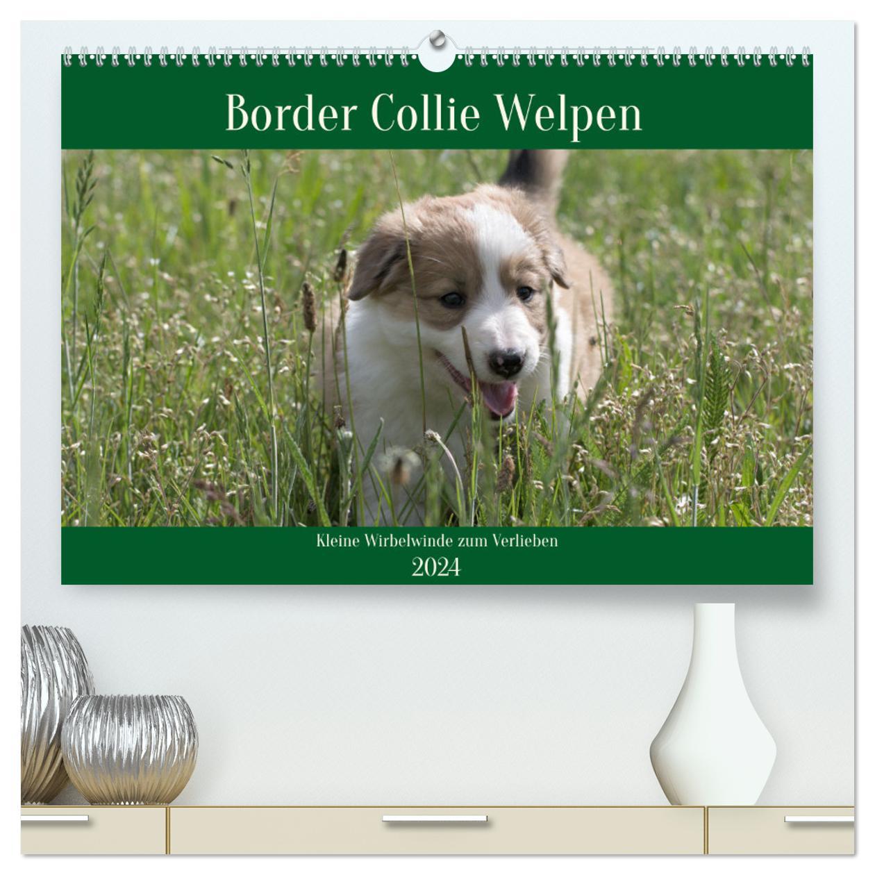 Calendar / Agendă Border Collie Welpen - Kleine Wirbelwinde zum Verlieben (hochwertiger Premium Wandkalender 2024 DIN A2 quer), Kunstdruck in Hochglanz 