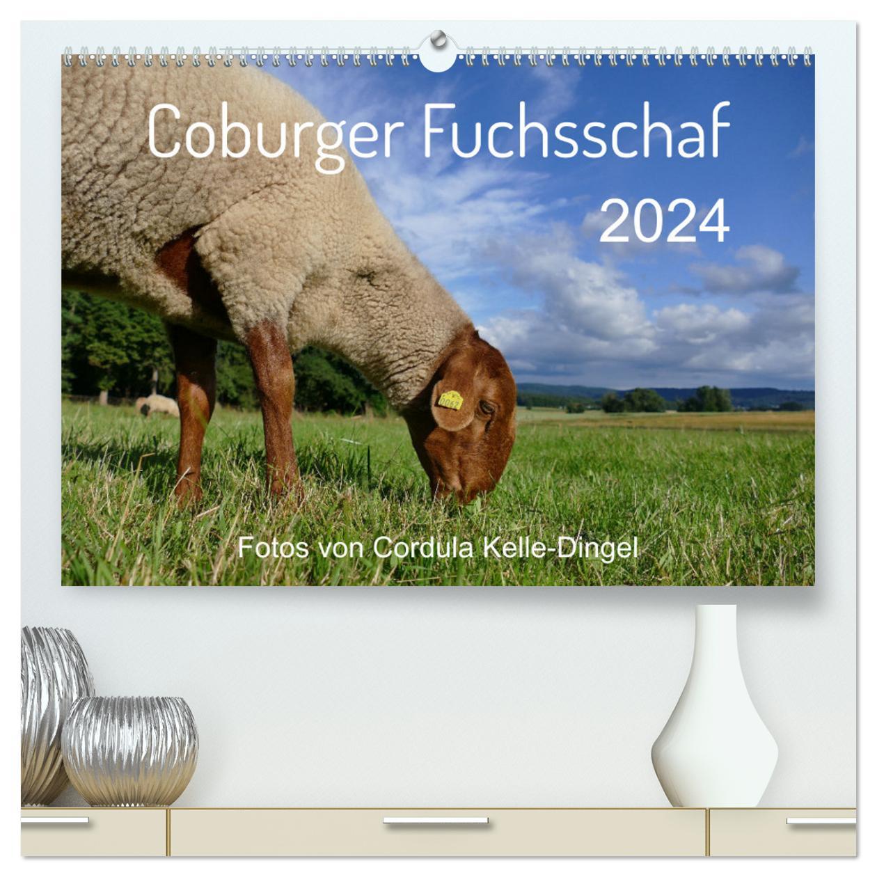 Calendar/Diary Coburger Fuchsschaf (hochwertiger Premium Wandkalender 2024 DIN A2 quer), Kunstdruck in Hochglanz 