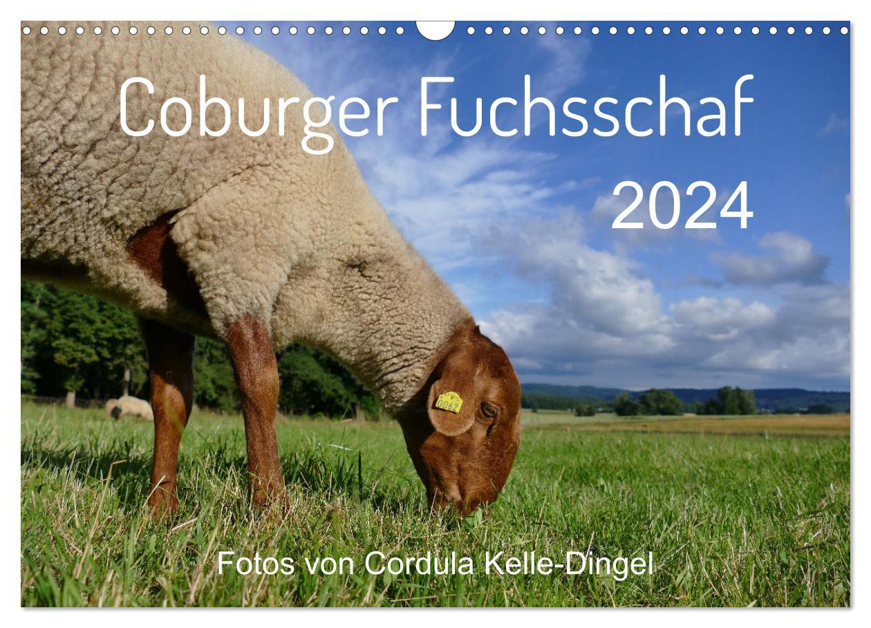 Calendar / Agendă Coburger Fuchsschaf (Wandkalender 2024 DIN A3 quer), CALVENDO Monatskalender 