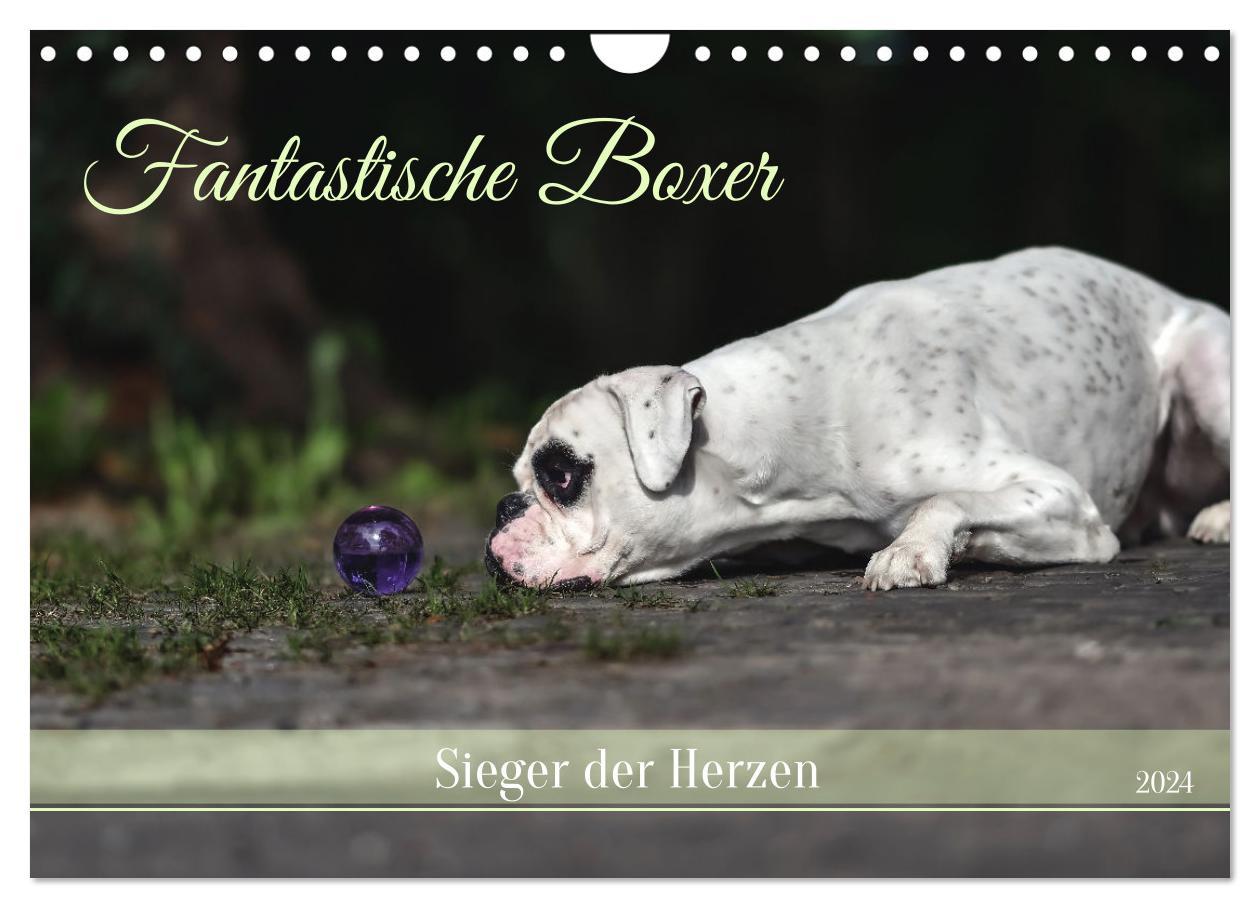 Kalendář/Diář Fantastische Boxer - Sieger der Herzen (Wandkalender 2024 DIN A4 quer), CALVENDO Monatskalender 