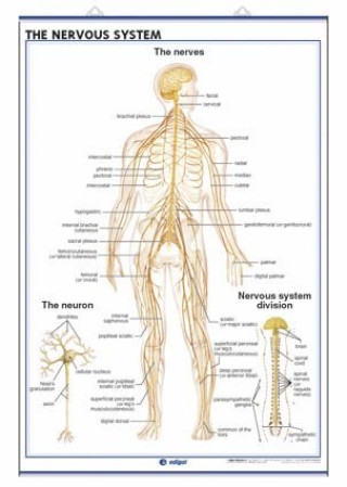 Buch THE NERVOUS SYSTEM THE ENCEPHALON EDIGOL EDICIONES