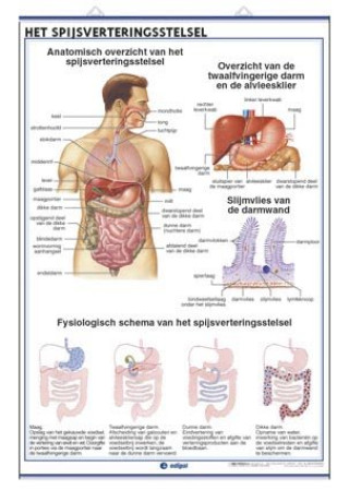 Knjiga HET SPIJSVERTERINGSSTELSEL DE UITSCHEIDINGSORGANEN EDIGOL EDICIONES