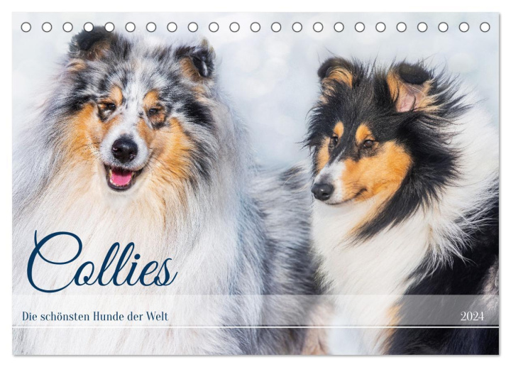 Kalender/Terminbuch Collies - die schönsten Hunde der Welt (Tischkalender 2024 DIN A5 quer), CALVENDO Monatskalender 