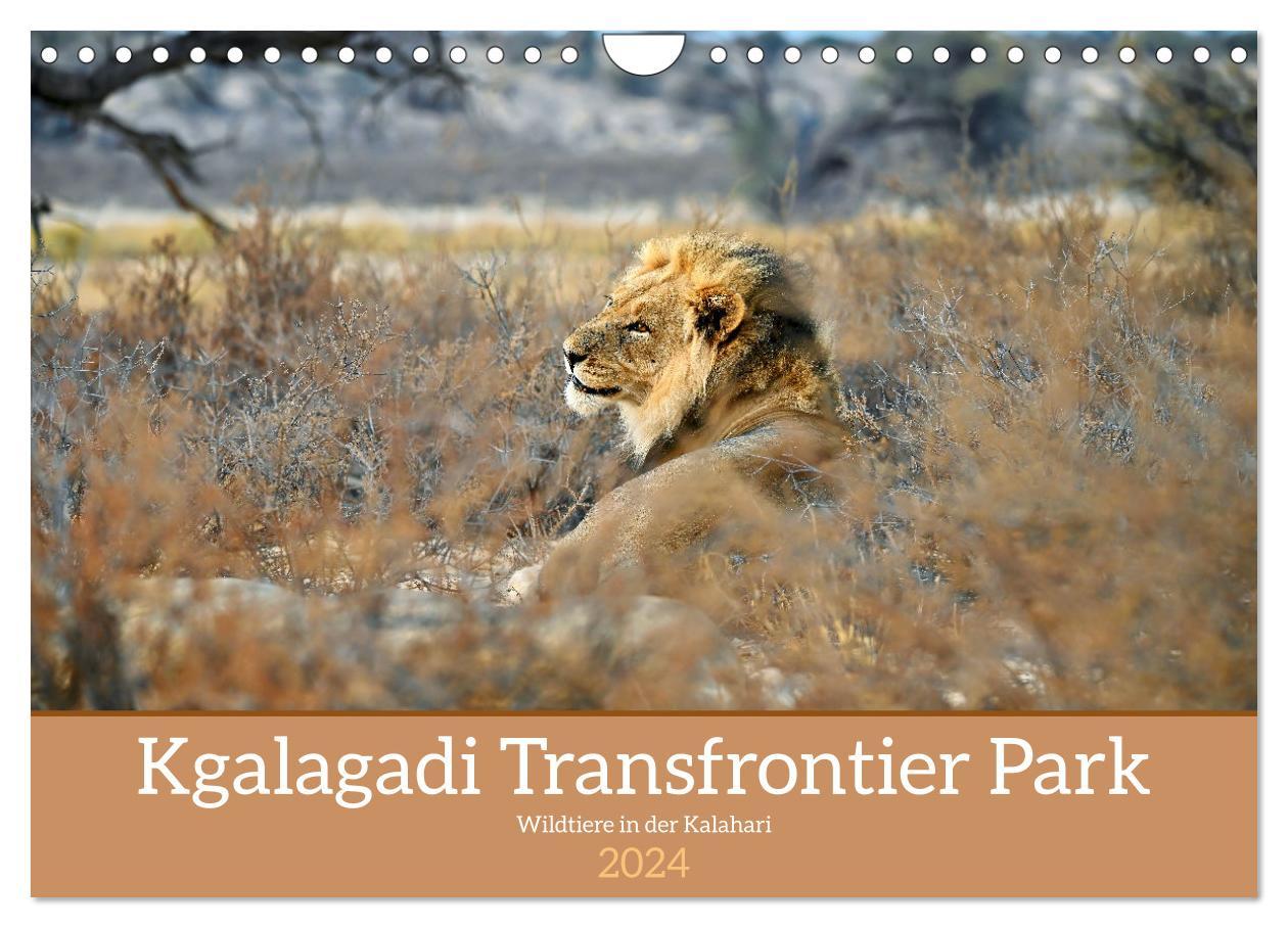 Naptár/Határidőnapló Kgalagadi - Fauna und Wildtiere in der Kalahari (Wandkalender 2024 DIN A4 quer), CALVENDO Monatskalender 