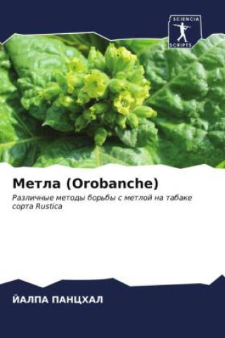 Buch Metla (Orobanche) JALPA PANCHAL