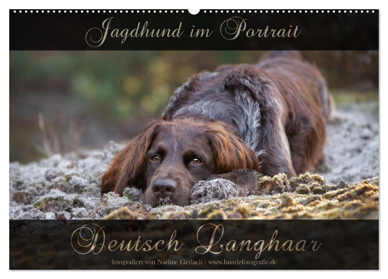 Calendar / Agendă Jagdhund im Portrait - Deutsch Langhaar (Wandkalender 2024 DIN A2 quer), CALVENDO Monatskalender 