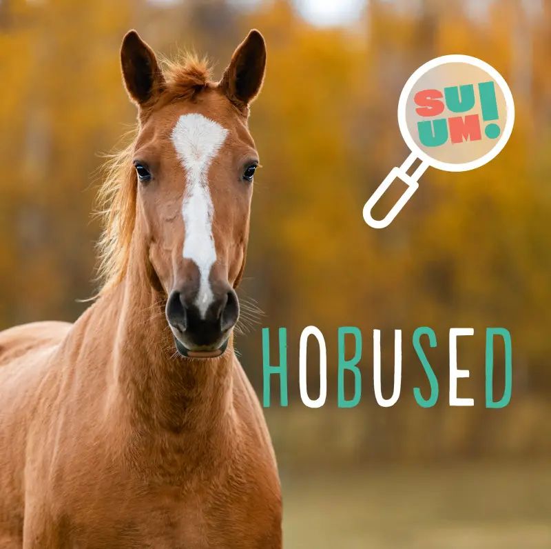 Knjiga Hobused Pascale Hedelin