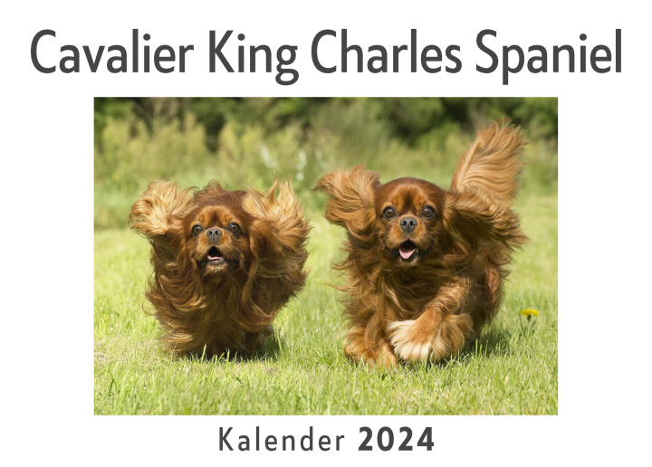 Calendar / Agendă Cavalier King Charles Spaniel (Wandkalender 2024, Kalender DIN A4 quer, Monatskalender im Querformat mit Kalendarium, Das perfekte Geschenk) 