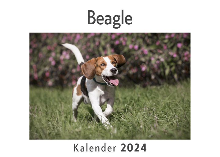 Naptár/Határidőnapló Beagle (Wandkalender 2024, Kalender DIN A4 quer, Monatskalender im Querformat mit Kalendarium, Das perfekte Geschenk) 