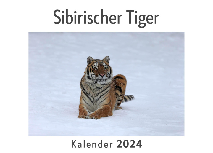 Naptár/Határidőnapló Sibirischer Tiger (Wandkalender 2024, Kalender DIN A4 quer, Monatskalender im Querformat mit Kalendarium, Das perfekte Geschenk) 