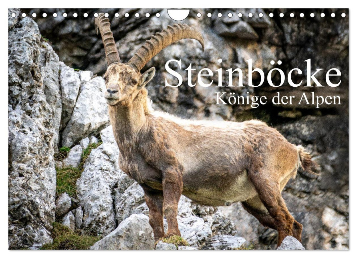 Календар/тефтер Steinböcke - Majestätische Tiere der Alpen (Wandkalender 2024 DIN A4 quer), CALVENDO Monatskalender Calvendo