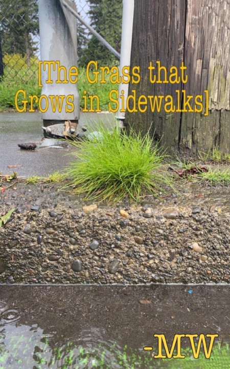 Knjiga The Grass that Grows in Sidewalks M W