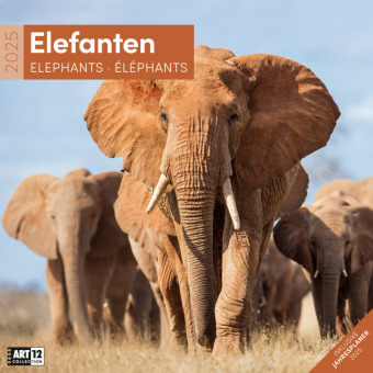 Calendar / Agendă Elefanten Kalender 2025 - 30x30 