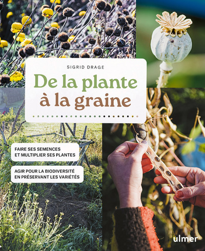 Kniha De la plante à la graine : faire ses semences et multiplier ses plantes - Agir pour la biodiversité en préservant les variétés Sigrid Drage