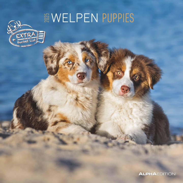 Kalendář/Diář Welpen 2025 - Broschürenkalender 30x30 cm (30x60 geöffnet) - Kalender mit Platz für Notizen - Puppies - Hundekalender - Bildkalender - Wandkalender 