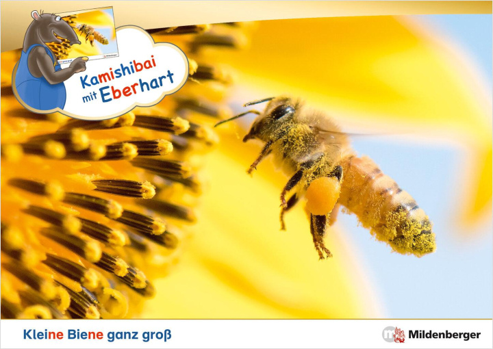 Könyv Kamishibai mit Eberhart - Kleine Biene ganz groß - Set Stefanie Drecktrah