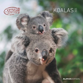 Календар/тефтер Koalas 2025 - Broschürenkalender 30x30 cm (30x60 geöffnet) - Kalender mit Platz für Notizen - koala bears - Bildkalender - Wandplaner - Bärenkalender ALPHA EDITION