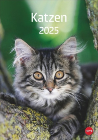 Calendar / Agendă Katzen Kalender 2025 