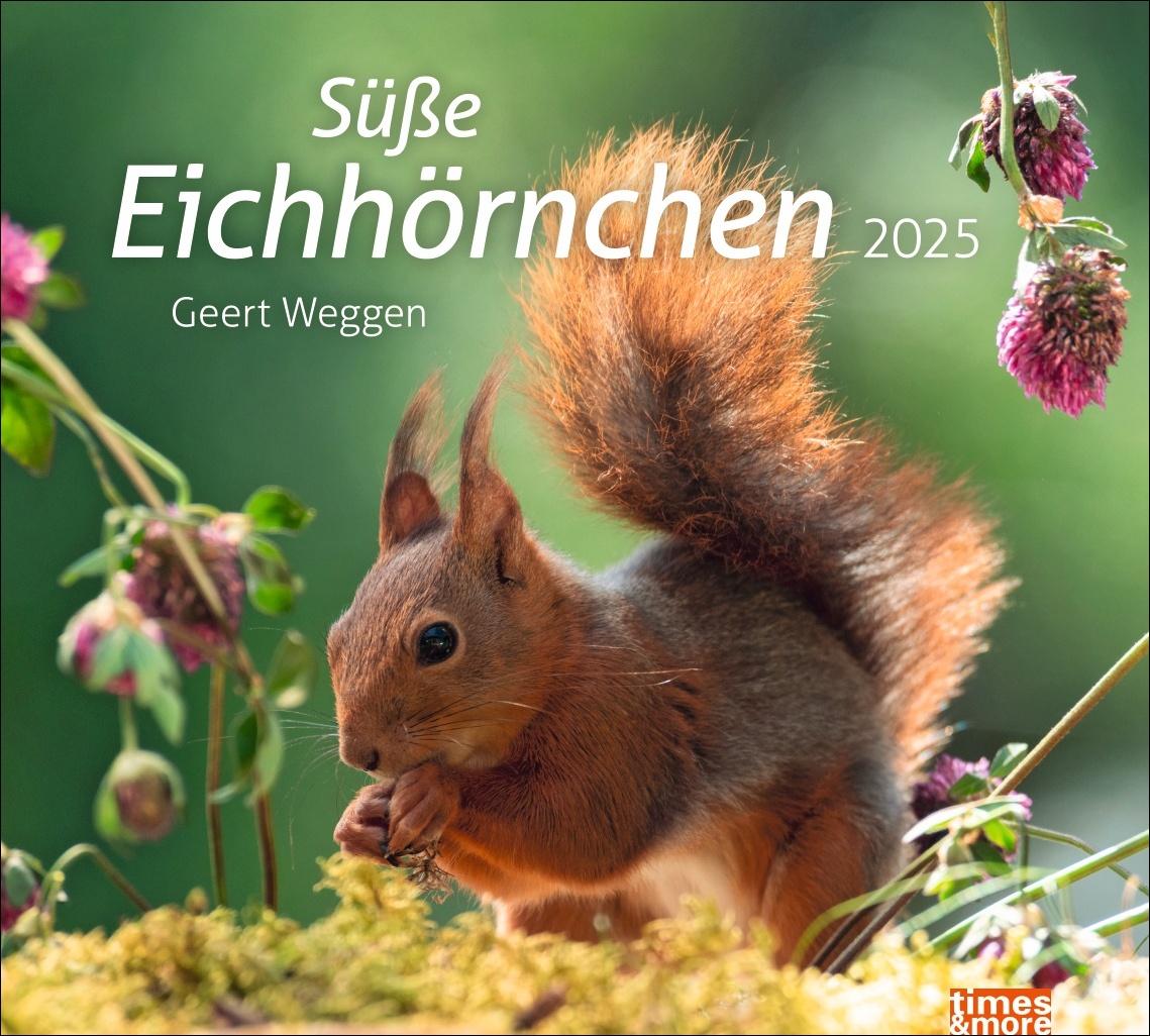 Календар/тефтер Eichhörnchen Bildkalender 2025 Geert Weggen