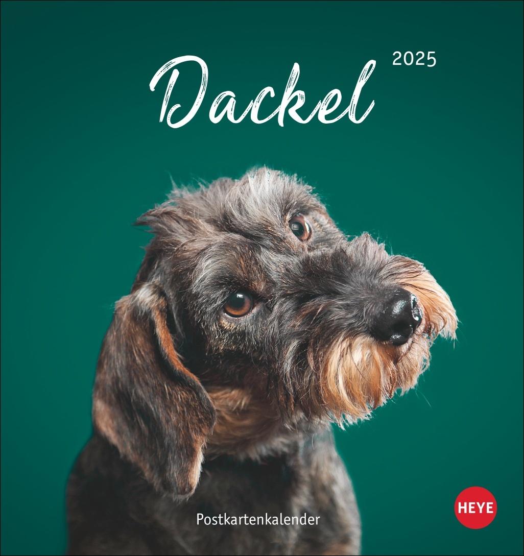 Kalendarz/Pamiętnik Dackel Postkartenkalender 2025 