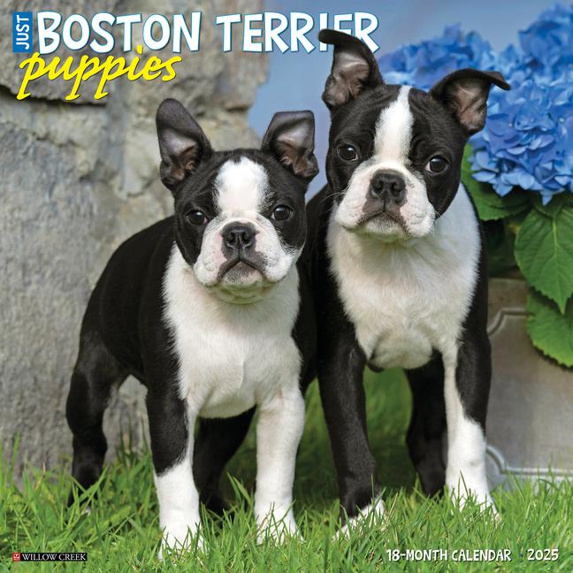 Naptár/Határidőnapló CAL 25 BOSTON TERRIER PUPPIES 2025 WALL WALL