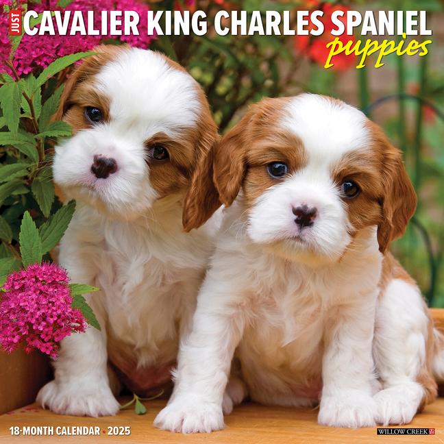 Kalendář/Diář CAL 25 CAVALIER KING CHARLES SPANIEL WALL