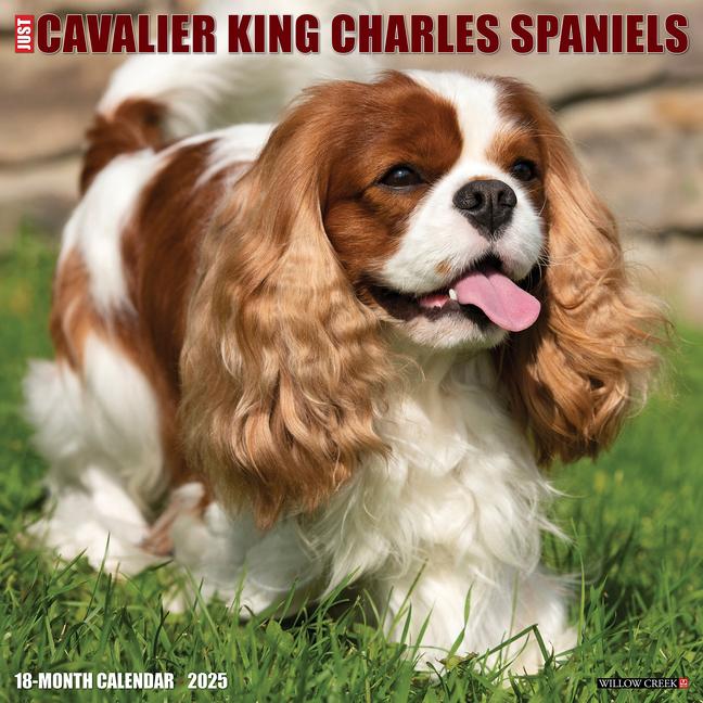 Kalendář/Diář CAL 25 CAVALIER KING CHARLES SPANIELS WALL