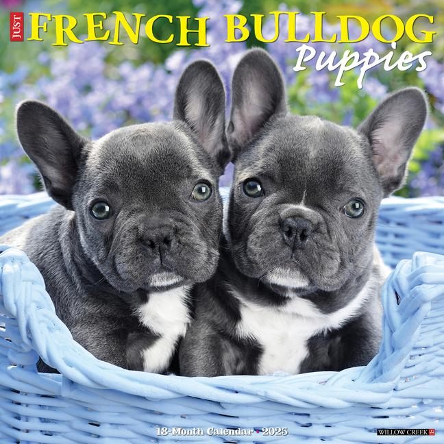 Kalendarz/Pamiętnik CAL 25 FRENCH BULLDOG PUPPIES 2025 WALL WALL