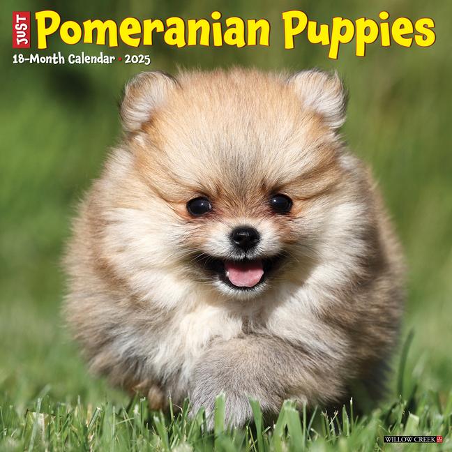 Kalendarz/Pamiętnik CAL 25 POMERANIAN PUPPIES 2025 WALL WALL