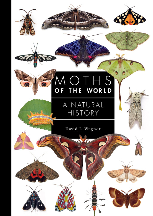 Książka Moths of the World – A Natural History David Wagner