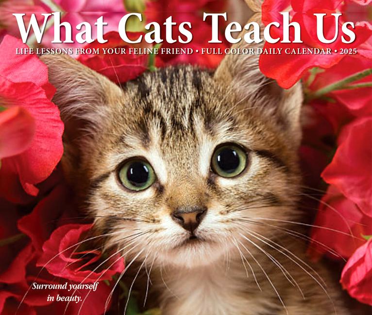 Kalendarz/Pamiętnik CAL 25 WHAT CATS TEACH US 2025 BOX BOX