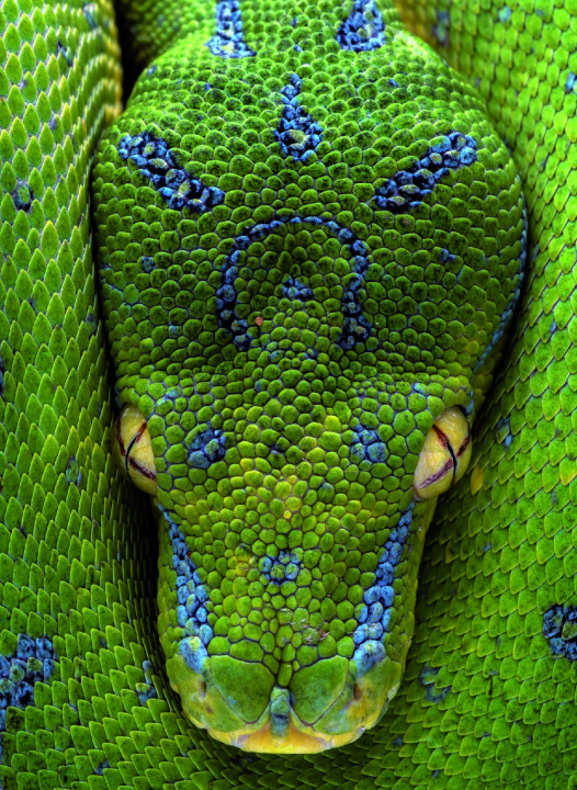Knjiga Serpent 