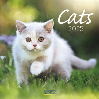 Kalender/Terminbuch Cats 2025 