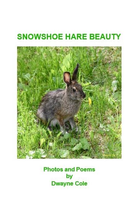 Kniha Snowshoe Hare Beauty 