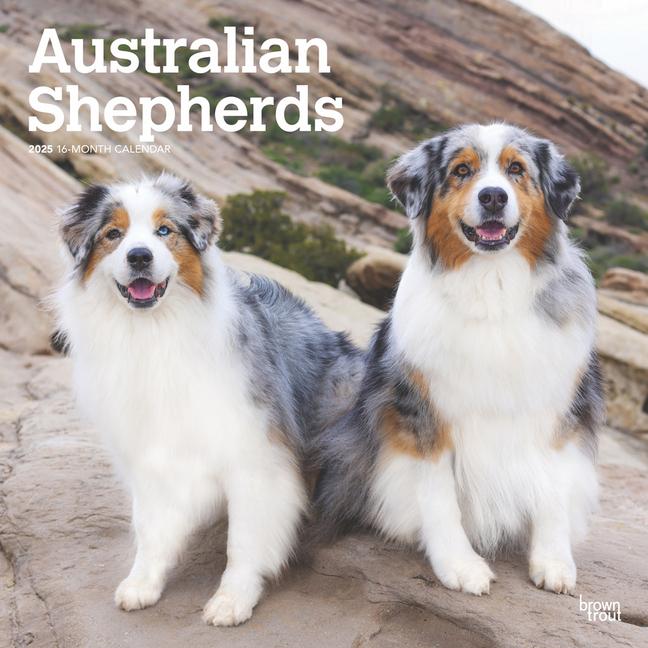 Kalendár/Diár Australian Shepherds 2025 12 X 24 Inch Monthly Square Wall Calendar Plastic-Free 