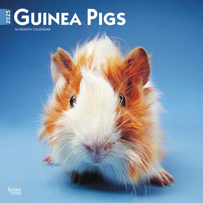 Calendrier/agenda Guinea Pigs 2025 12 X 24 Inch Monthly Square Wall Calendar Plastic-Free 