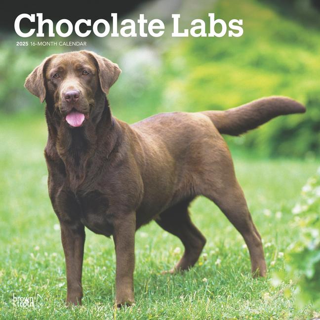 Kalendarz/Pamiętnik Chocolate Labrador Retrievers 2025 12 X 24 Inch Monthly Square Wall Calendar Plastic-Free 