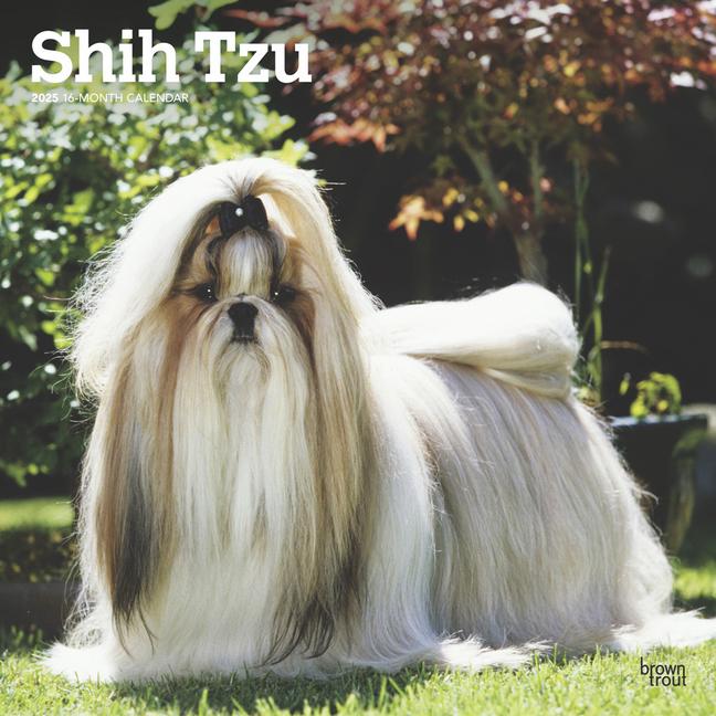 Kalender/Terminbuch Shih Tzu 2025 12 X 24 Inch Monthly Square Wall Calendar Plastic-Free 