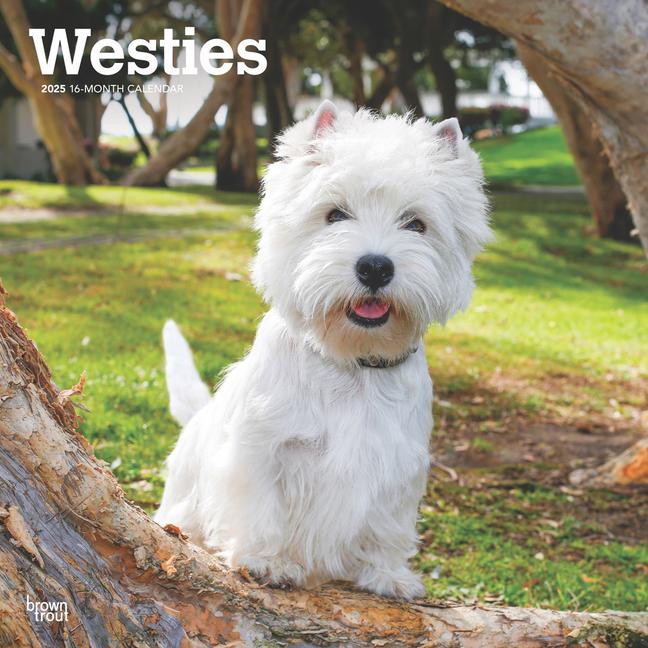 Kalendář/Diář West Highland White Terriers 2025 12 X 24 Inch Monthly Square Wall Calendar Plastic-Free 