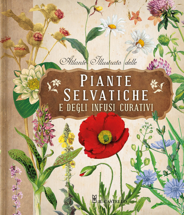 Buch Atlante illustrato delle piante selvatiche e degli infusi curativi 