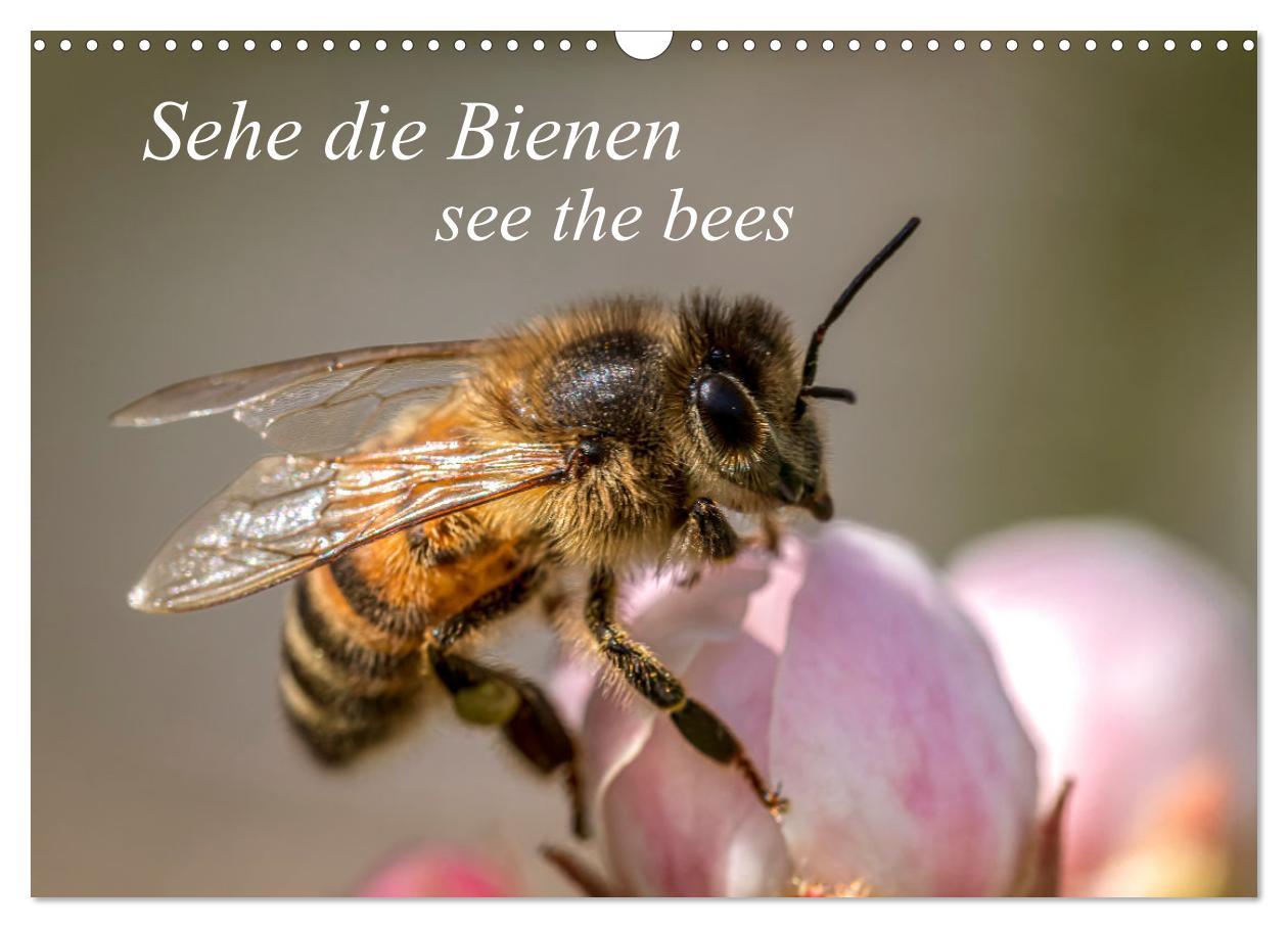 Naptár/Határidőnapló Sehe die Bienen (Wandkalender 2025 DIN A3 quer), CALVENDO Monatskalender 