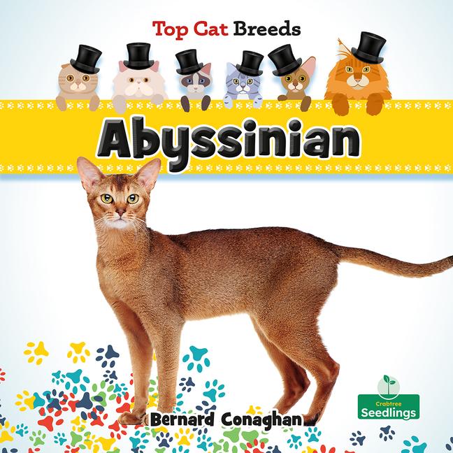 Knjiga Abyssinian 