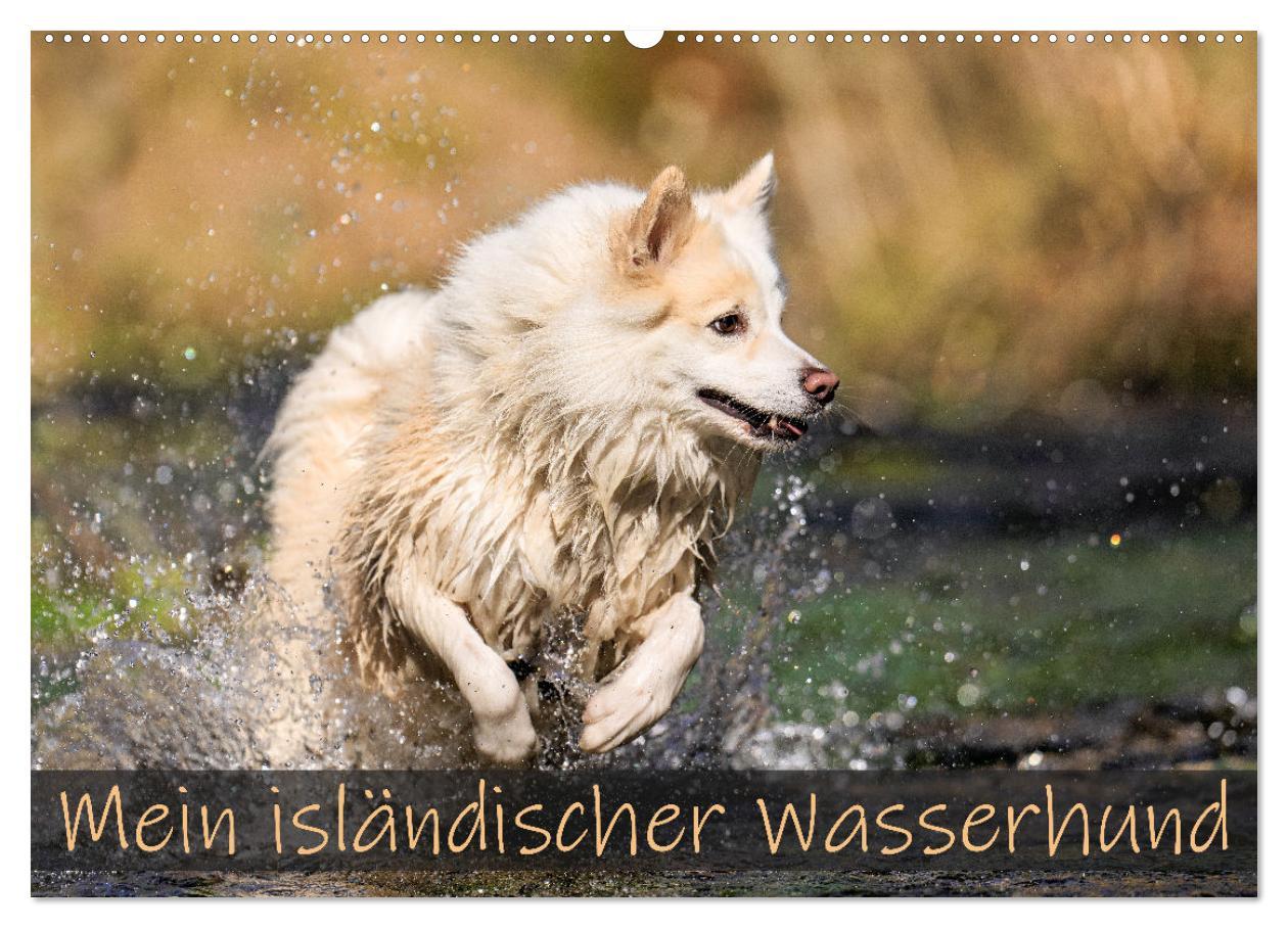 Calendrier/agenda Mein isländischer Wasserhund (Wandkalender 2025 DIN A2 quer), CALVENDO Monatskalender 