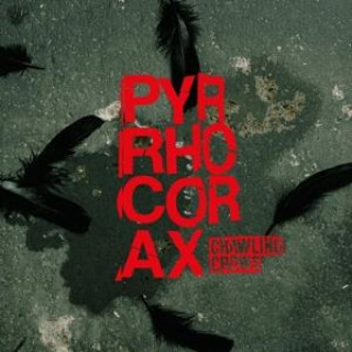 Zvok Pyrrhocorax 