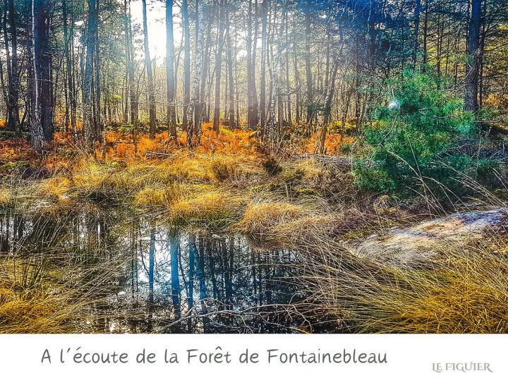 Buch A l'Ecoute de la forEt de Fontainebleau Louise Georgin