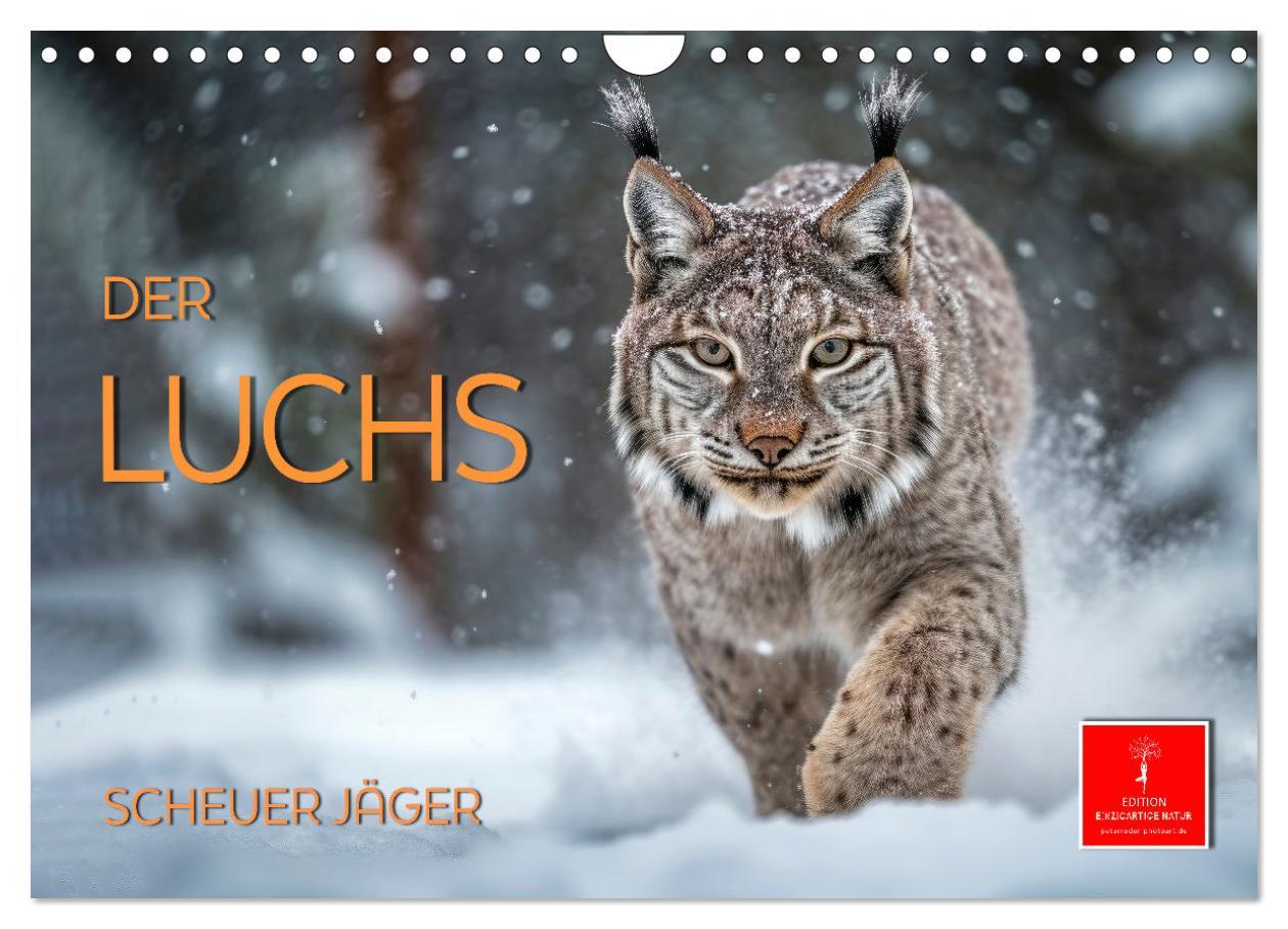 Kalendarz/Pamiętnik Der Luchs - scheuer Jäger (Wandkalender 2025 DIN A4 quer), CALVENDO Monatskalender Calvendo