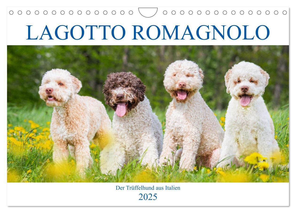 Kalendář/Diář Lagotto Romagnolo - Der Trüffelhund aus Italien (Wandkalender 2025 DIN A4 quer), CALVENDO Monatskalender 