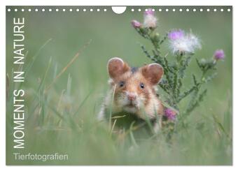 Naptár/Határidőnapló Moments in Nature (Wandkalender 2025 DIN A4 quer), CALVENDO Monatskalender Calvendo